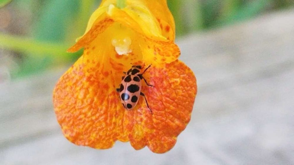A other insects visiting a bloom during the count