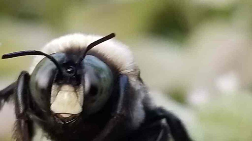 A carpenter bees visiting a bloom during the count