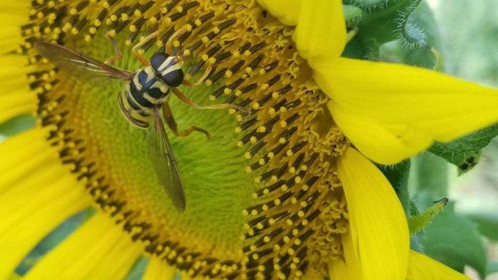 A flies visiting a bloom during the count