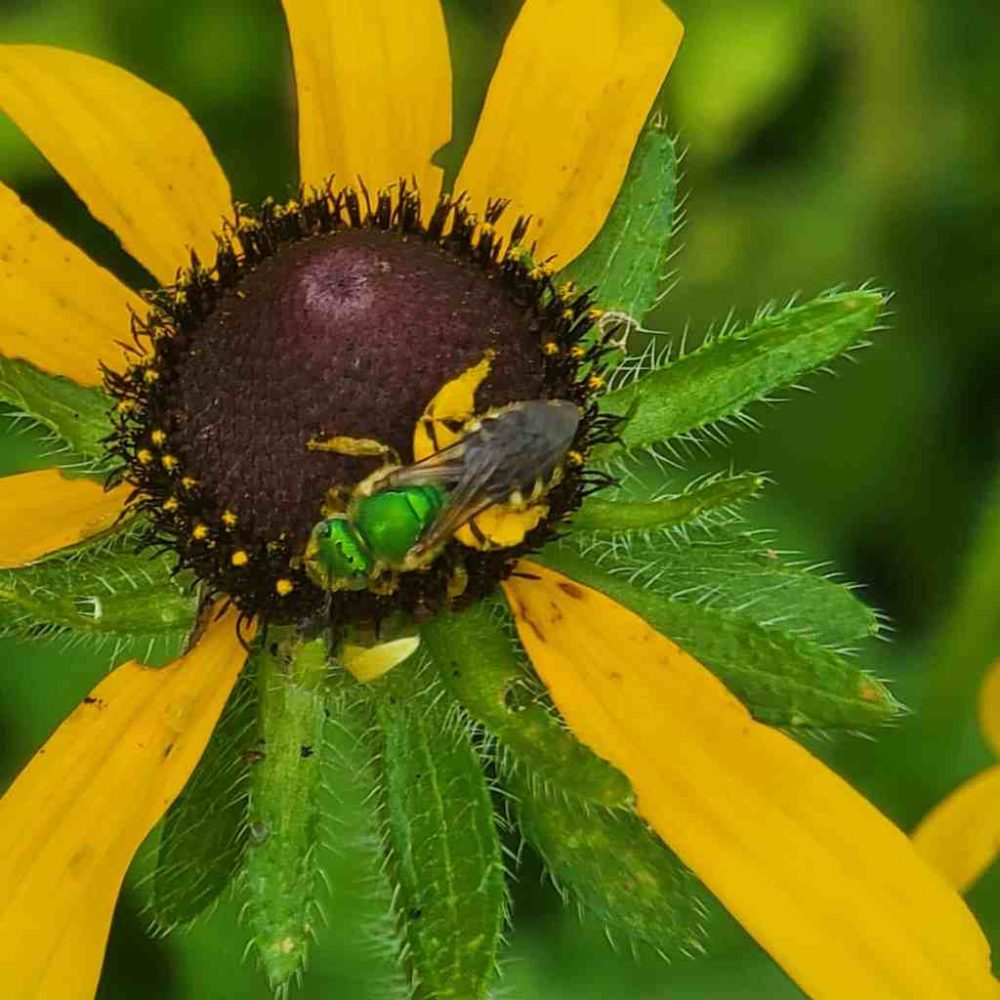A small bees visiting a bloom during the count