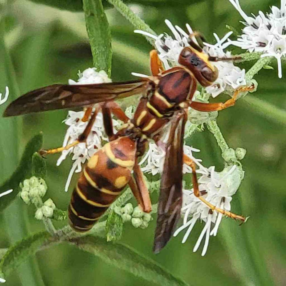 A wasps visiting a bloom during the count